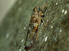 Leafhopper